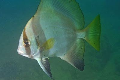 ikan gebel, ikan bawal karang, ikan bawal laut, ikan kelelawar, batfish