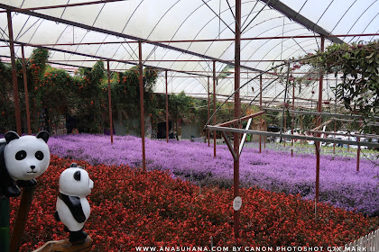 taman bunga cameron highland