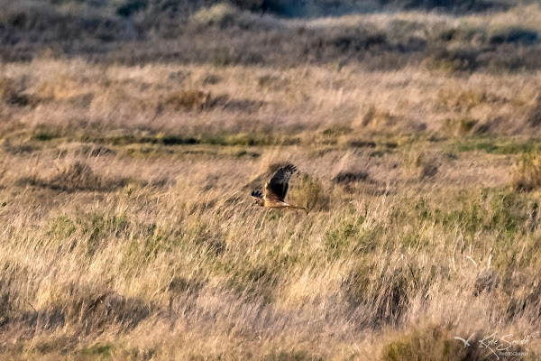 Hen harrier