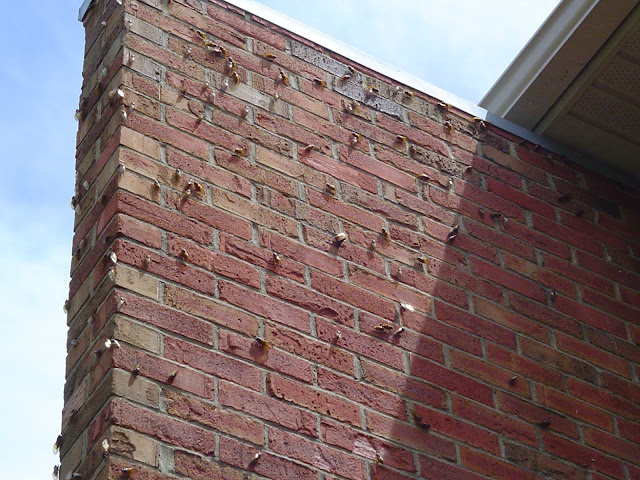17 year cicada locust brick wall