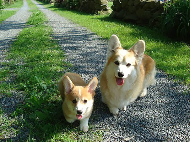 34 Animales con sus Adorables Mini Contrapartes