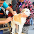 Atención para mascotas en La Nueva Formosa 