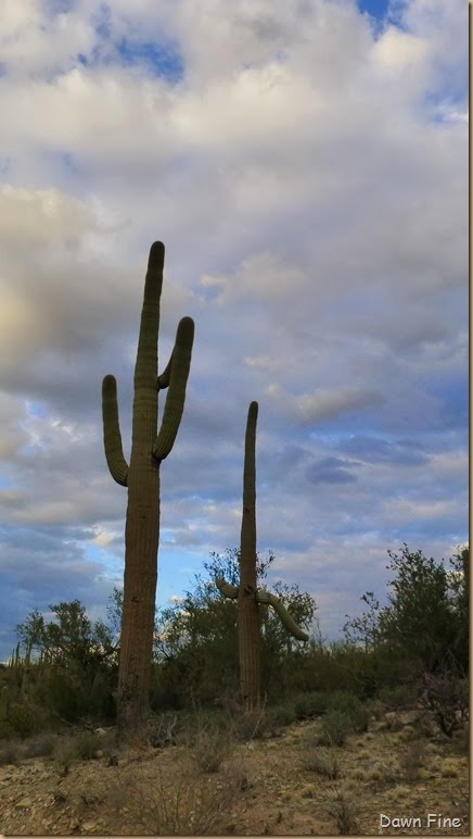 Saguaro NP West_066