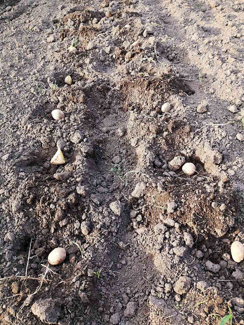 sadzenie ziemniaków w kwietniu