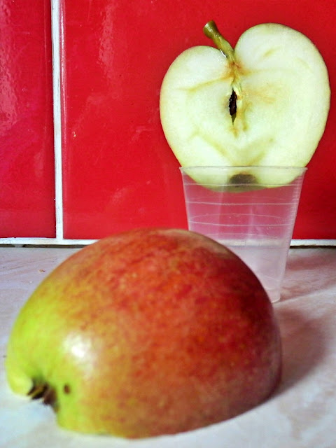 Apple grown from a pip