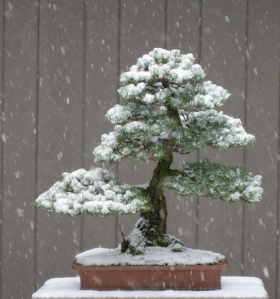 60 My Favorite Beautiful list of Trees for Bonsai [pics]