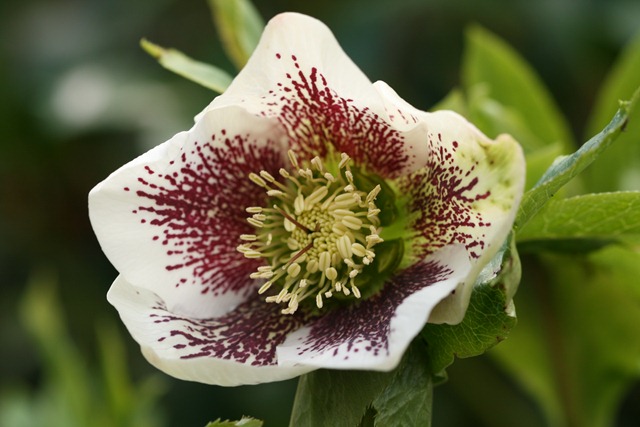 03 March Hellebore