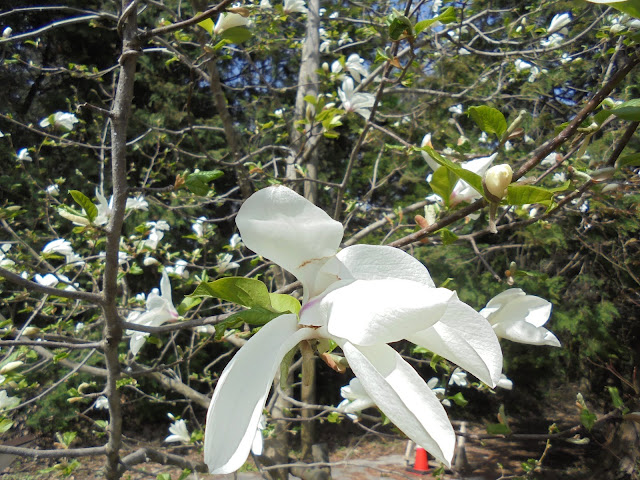 モクレン科コブシの花