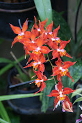 The orchid family is one of the most diverse groups of flowering plants, .