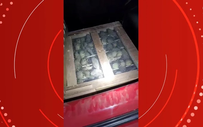 Cerca de 300 aves transportadas de forma precária são resgatadas em Paulo Afonso