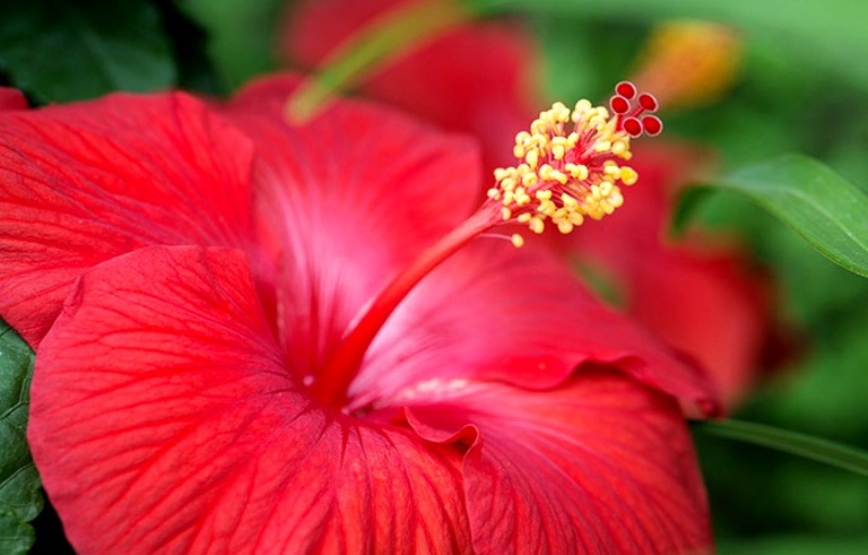 Hibiscus Bunga Sepatu atau Rosella Untuk  Kesehatan 