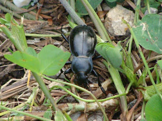 Carabus (Pachystus) glabratus female DSC87448