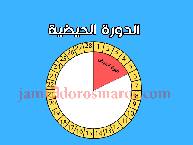 النشاط الدوري للمبيضين و للرحم عند المرأة