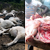 Govt advises residents to stop eating beef for one week after 20 cows die mysteriously