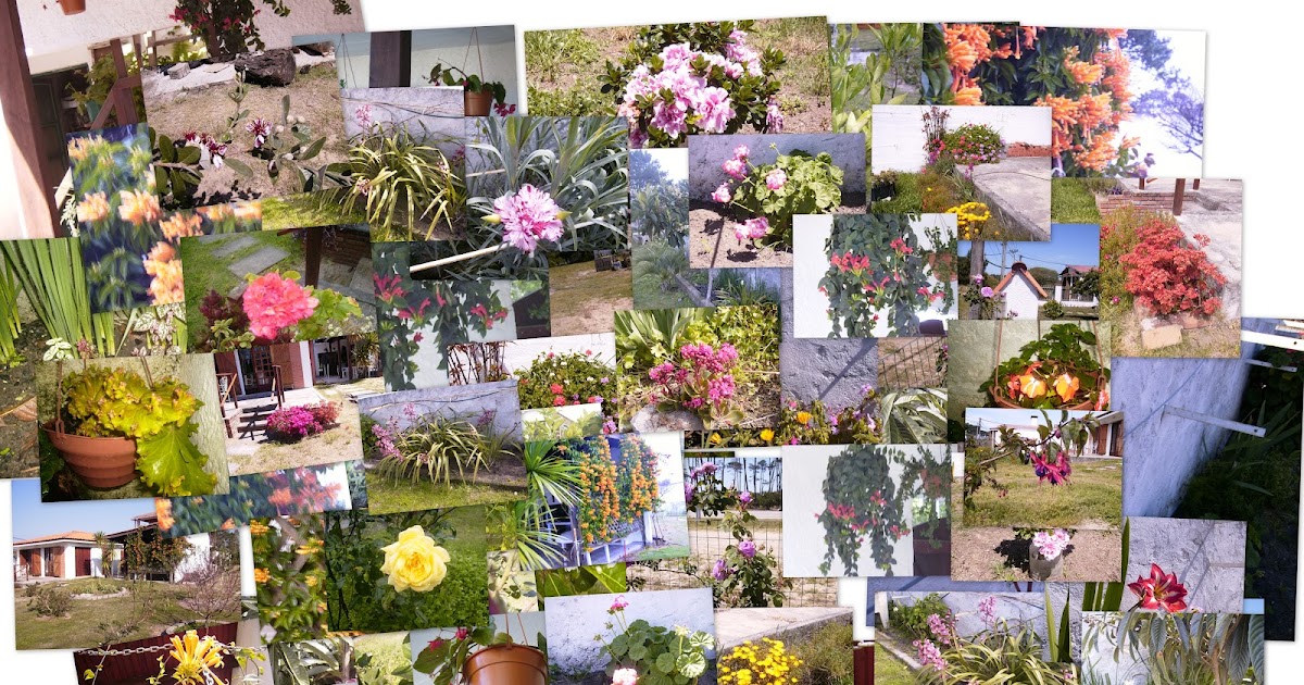 Plantas Y Flores Lista De Plantas Por Nombre Comun