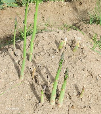 Asparagus, Asparagus officinalis