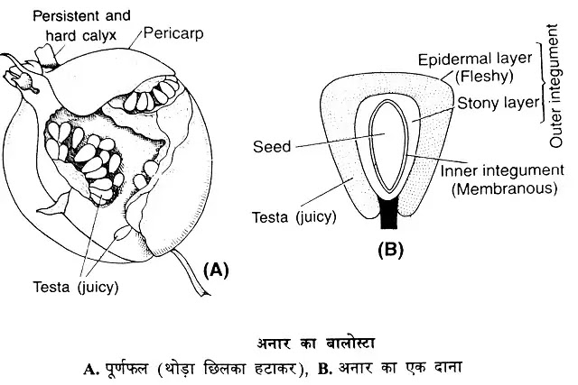 गूदेदार या मांसल फल (Succulent or Fleshy Fruits): परिभाषा, प्रकार|hindi