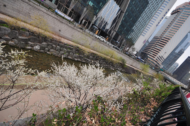 Cheonggycheon stream with sakura flowers 