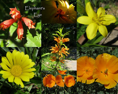 Yellow and orange flowers