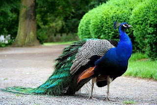 Pavo real con pecho azul