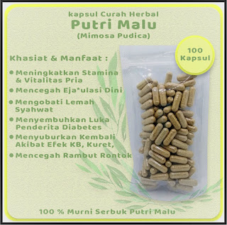 Jual kapsul daun putri malu (mimosa pudica) di malang, gresik, lamongan, sidoarjo, pasuruan, banyuwangi, jember, madura, madiun, kediri, nganjuk, blitar, tulungagung, trenggalek, pacitan, semarang, magelang, solo