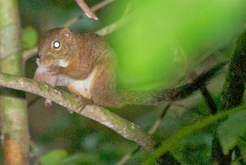 Slender Squirrel (Sundasciurus tenuis) 