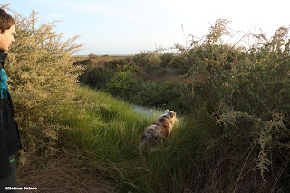 Fotografia do meu filho e Pasto Australiano no Estuário do Tejo