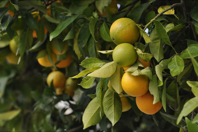 How to Stake Citrus Trees