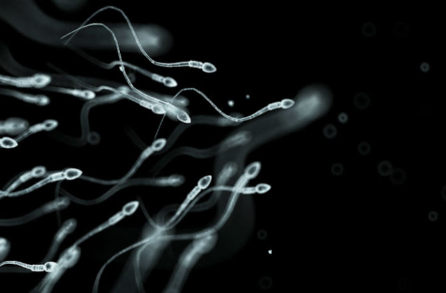 sperm