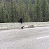 Mamma Bear Rescues Her Little Cub From A Busy Highway