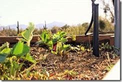 garden begins