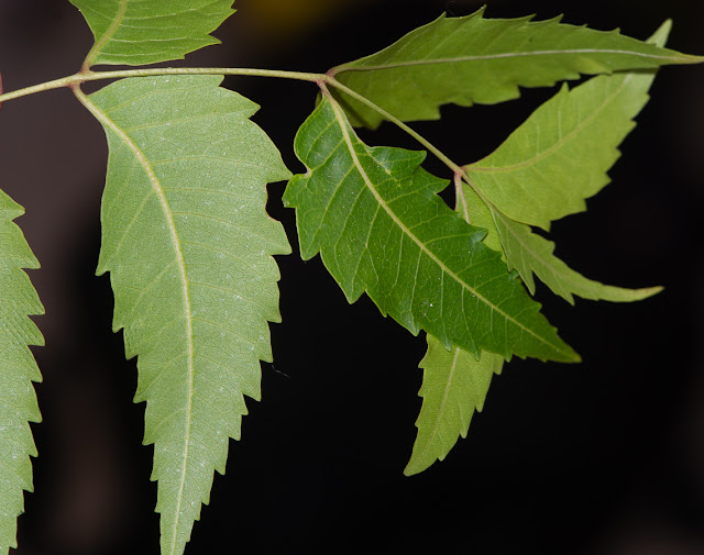 Азадирахта индийская / Ним (Azadirachta indica)