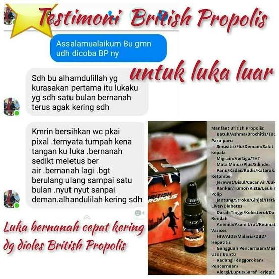 british propolis untuk luka bernanah