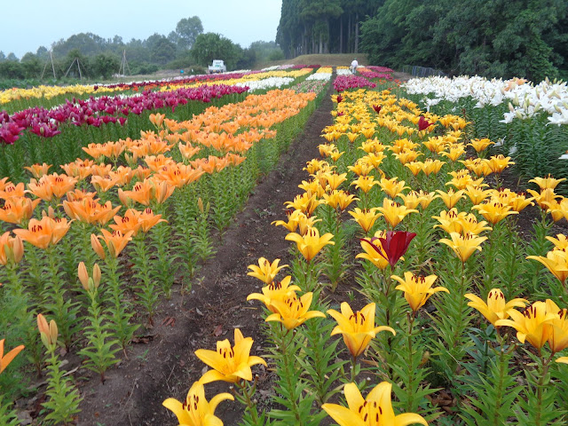 とっとり花回廊のゆりの秘密の花園