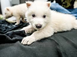Dire wolf pups being bottle-fed by a human, showing the early stages of their development.