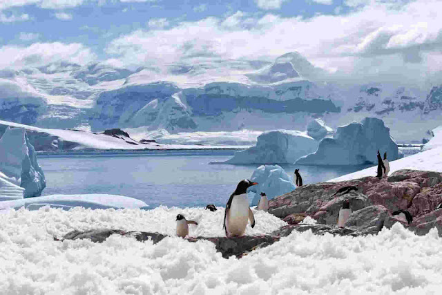 penguin-antartika-informasi-astronomi