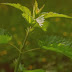 10 Stinging Nettle Leaf Benefits for Skin, Hair & Health