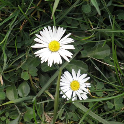 Common Daisy, Bellis perennis