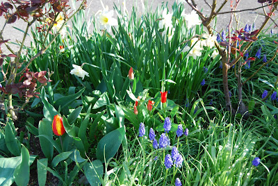 mixed spring bulbs