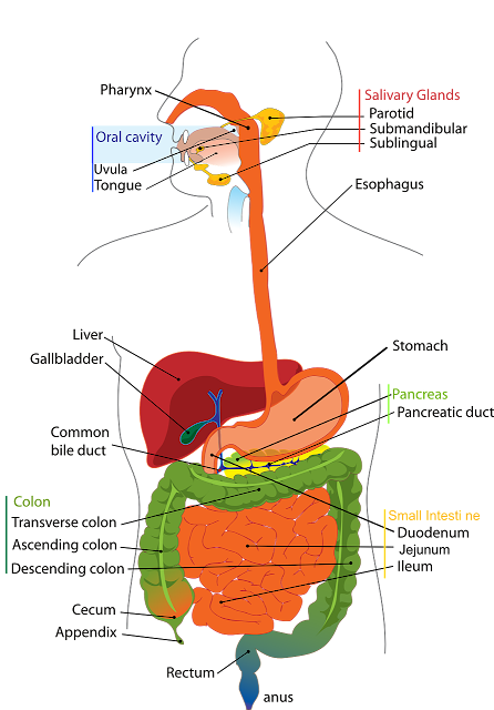 Turmeric and Black Pepper Benefits In Hindi