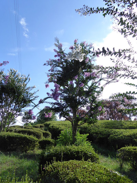 山田池公園のサルスベリ