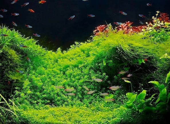 Which plants to choose for a freshwater aquarium?