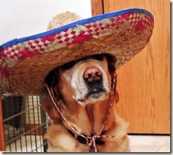 desperado2