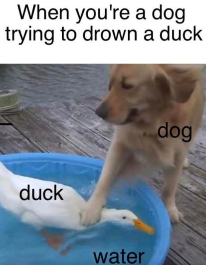 Trying to drown a duck! - Funny Dog Memes, pictures, photos, images, pics, captions, jokes, quotes, wishes, quotes, SMS, status, messages, wallpapers.