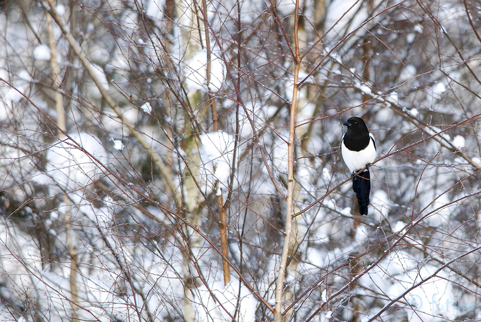 Harakas, Pica pica fennorum, Northern magpie, Eurasian, Common