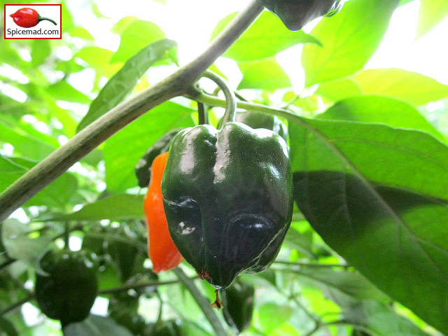 Orange Habanero - 31st August 2022