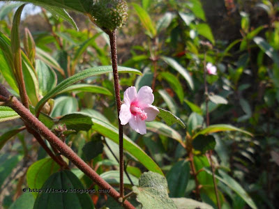 Caesarweed, Urena lobata