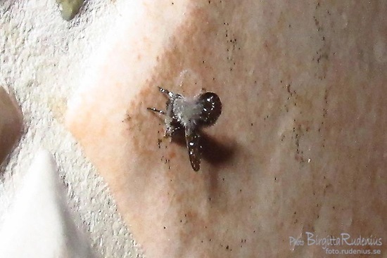 macro_20110918_fluga