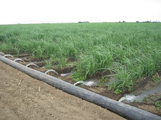 Surface irrigation, oldest irrigation system