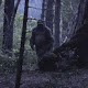 Montana Bigfoot Encounters - Big Sky Bigfoot